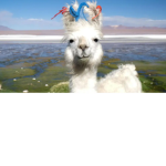 The llamas!