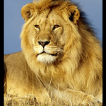 Los_leones