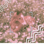 *-ᴄᴏᴡɢɪʀʟ-*