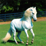 Horse Lovers! <3