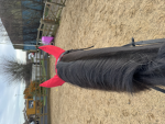 Equine gals