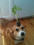 Plant stealers garden