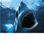 shark eimpire