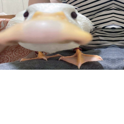 memez and donations