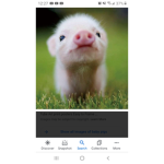 Pig are soooo cute
