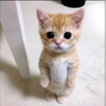 엘가토시