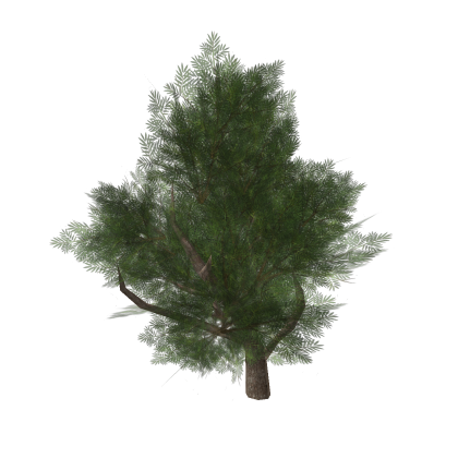 Animated Realistic Evergreen Forest Tree Branch De
