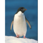 .PENGUIN. .ARMY.