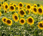 The wounderfull sunflower