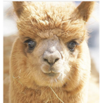 Llama_bones