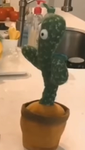 Cactus. Games.