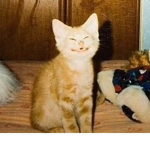 CAT ARMYYYYYYYYYY