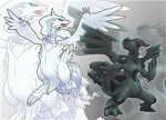 reshiram and zekrom fan club