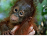 #team monkeys forever