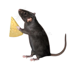 cheesy ratz dev