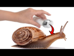 Salt On A Snail