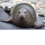 seal fan club best