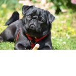 Cute pugs forever