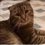 Кузя кот эра