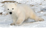 the polar bois 12