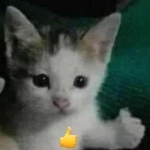 h@te