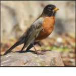 The Bird Group.