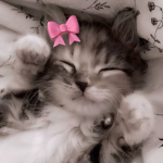 awhxshasha
