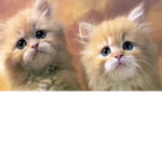 #Pet Nation