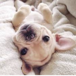 dogs give love