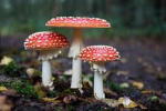 Cute Mushroom Army