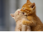 Cool cat ######