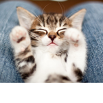 Cuddly kittens!