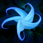 Phenomenal Silky