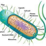Unicellular Organisms