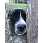 DogNinja