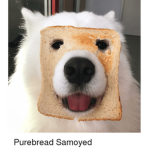 SᗩᗰOYƐD