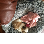 Zoe and Luna YT