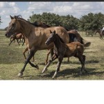 ~Fern and Blossom Equestrian Centre~