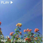 -C L O V E R-