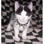 gothxy