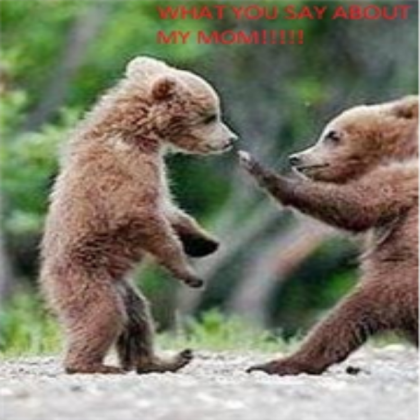 Funny-Animals-funny-animals-fun-animals-bears-pics Roblox decal