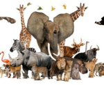 Animals of all kinds