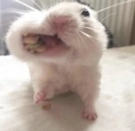 silly fatty
