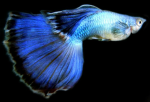 STARRA'S GUPPIES