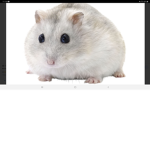 Hamster man club