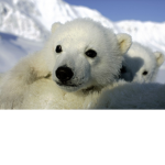 Team Polarbear
