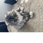 Harper_zoe
