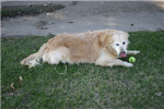 dog group Group Thumbnail