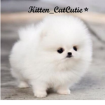 😃 Kitten's Official Group! 😃