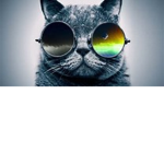 cars with a cat